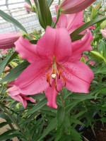 [5253 Aya Sophia No02.JPG]